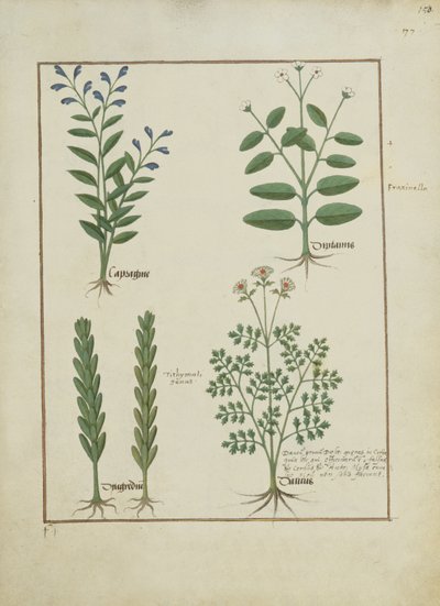 السيدة الاب. Fv VI  1 fol.150r رسم توضيحي من كتاب الأدوية البسيطة لماتياس بلاتيريوس (dc1161) c.1470 بواسطة Robinet Testard